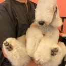 올리브펫살롱 이미지