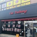 캣다방 | 대구근교 고양이까페 칠곡 캣다방 후기