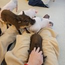 시바나라 | 일본 도쿄 여행 2일차 / 낮 센소지, 산더미 카이센동, 돼지카페, 긴자, 프린스 시바 공원 피크닉 등