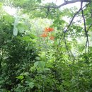 축령산편백나라 이미지