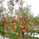 화강농장 이미지