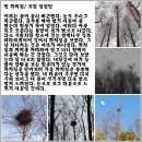까치집 이미지
