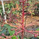 황포돗대 주변 이미지