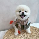 몽심살롱 | 대구 달서구 본리동 애견미용실 강아지미용 몽심살롱 내돈내산솔직후기