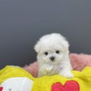 야옹아 멍멍해봐 계림점 이미지