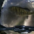 고니민박 이미지