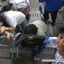 훈이미지 | 불꽃야구 시즌2 화성코리요 직관 후기 | 고척스카이돔 외야 122구역 G열 시야, 출근길, 임태윤·선성권...