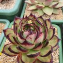 솔레미오 이미지