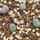 프렌드농장 이미지