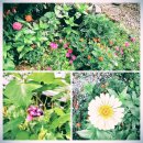 인제여행 (용소폭포 / 솔밭쉼터 펜션 &amp; 야영장) 이미지