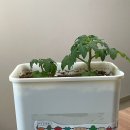 11590-나41 | 39) 다이소 쓰레기통으로 분갈이(Feat. 방울토마토 분갈이 3회차 ...) 탐사혼합배양토 + 다이소알비료 후기