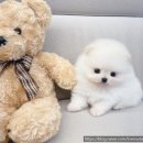 퍼피블랑 이미지