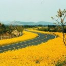 김정보 이미지