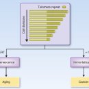Re:Re:노화와 암에서 텔로미어와 텔로머라제의 역할 - 리뷰논문 이미지