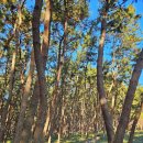 장항 무료경로식당 | 장항 송림자연휴양림 &amp; 장항스카이워크 산책 - 서천여행 가볼만한곳.