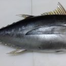 통참치 이미지