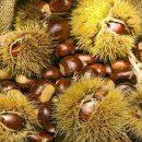 정안이네 이미지