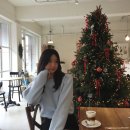 제이애견샵 | 대전 크리스마스 트리 카페 제이하브 추천