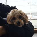 오이도카페 동키커피 시흥애견동반 정왕동카페 오션뷰에요