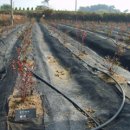 개골농장 이미지