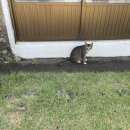 구좌 라파 김두성 할머니집 이미지