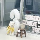 댕댕벅스 이미지