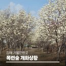 칠산서부동행정복지센터 | 김해 목련숲 실시간 개화 상황 및 주차정보