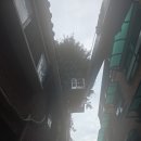 관악-현장-관악-98-048 | 관악구 청룡동 주택 건물 사이 은행나무 전지작업 후기 | 좁은 공간 1톤 스카이차 가나스카이