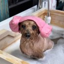 스파펫살롱 이미지