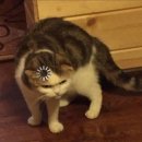 호야 PC방 이미지