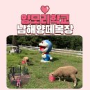 개구리목장 | 남해양떼목장 양모리학교 가족여행 마지막 코스
