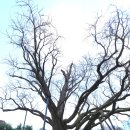 도봉 역사문화 길(1코스-연산군묘와 은행나무 길) | 서울을 걷다(왕실묘역길-방학동은행나무-연산군묘-간송옛집)