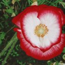 희망의 꽃밭에서 이미지