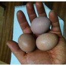 행복한신선농장 이미지