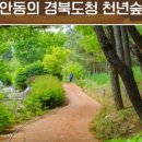 천년숲 이미지