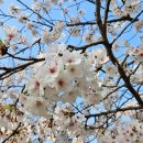 에그셀런트 부천성모병원점 | 부천성모병원 자궁내막증 로봇수술 후기 (1) 진단 및 수술 전 준비