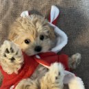 율무네애견 이미지