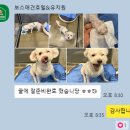 보스 애견호텔&유치원 네이버블로그