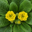 이베리스 이미지