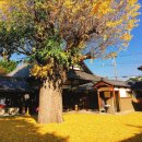 아라비카 호스텔 | März in Japan 2025