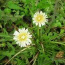 민들레농장 이미지