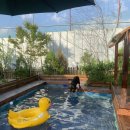 토토애견 이미지