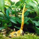 이재화동충하초 이미지