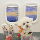 알로하펫 이미지