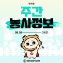 주간 농사정보 2024. 08. 26. ~ 09. 01.