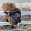 금복목장 이미지