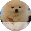 미스터 멍 애견샵 이미지