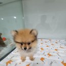 김해강아지분양두부네하루 | 김해 강아지 분양 1위, "두부네하루"에서 사랑스러운 반려견을 만나보세요