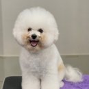 탑 애견 이미지