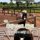 백마자전거 | 제주 목장카페 밭디 말 먹이주기 체험 가능한 제주 가족여행 코스